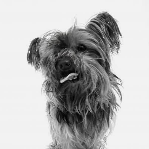Bob, a dog who was part of the family