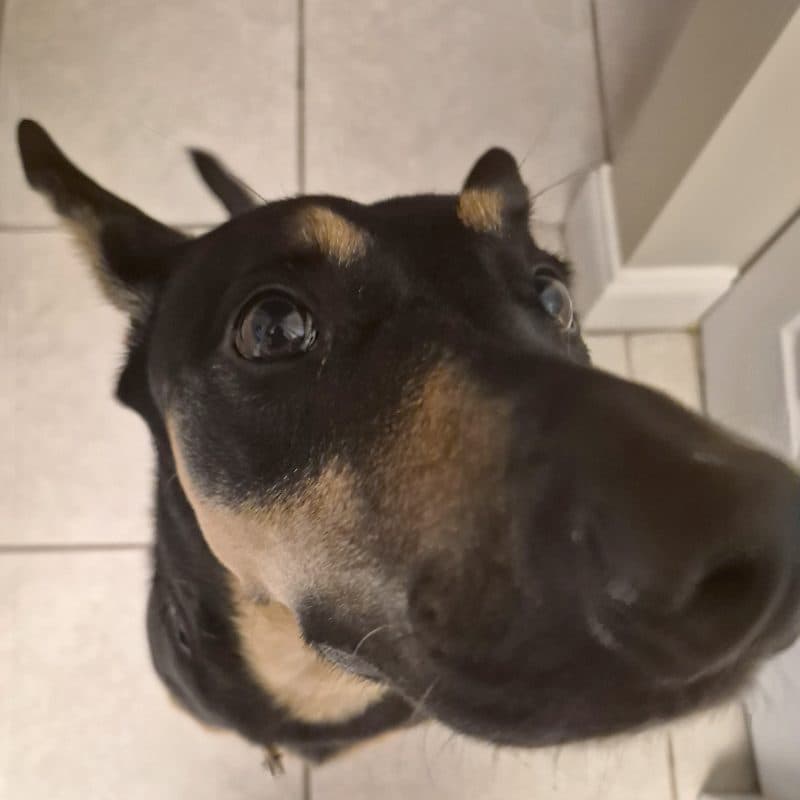 Lucky, the Pure Home Florida family dog